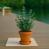 Eucalyptus gunnii baby blue