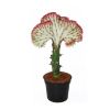 Euphorbia Lactea