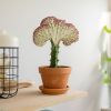 Euphorbia lactea - rode kraag - p11 - sfeer - 1