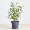 Fargesia bamboe plant