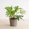 Fatsia-japonica-p17-1-1024