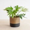 Fatsia-japonica-p17-2-1024