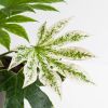 Fatsia-japonica-p17-4-1024