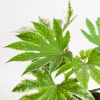 Fatsia-japonica-p17-5-1024