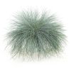 Festuca intense blue