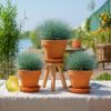 Festuca siergras bundel