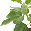 Ficus Carica