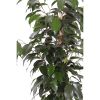 ficus danielle