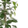 Ficus Danita blad