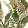 Ficus Elastica Tineke