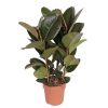 Ficus Robusta