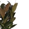 Ficus Robusta