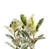ficus tineke blad
