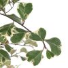 Ficus Triangularis