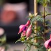 Fuchsia-p17-5-1024