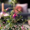 Fuchsia-p17-6-1024