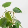 Gouden-planten-stekers-support-3-1024