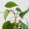 Gouden-planten-stekers-support-4-1024-1