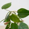 Gouden-planten-stekers-support-6-1024-1