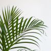 Goudpalm-p21-3-1024