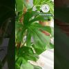 monstera op mosstok video