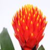 Guzmania tala bloem