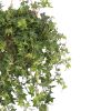hedera helix jacobine blad