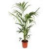 Howea Forsteriana