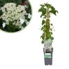 Hydrangea-petiolaris-klimhortensia-p15