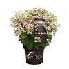 Hydrangea paniculata switch ophelia