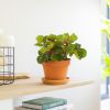 Iresine herbstii biefstukplant