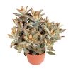 Kalanchoe Tomentosa