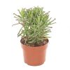Kalanchoe Tubiflora