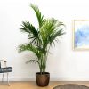 Kentia palm