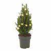 Kerstboompje-scaled