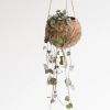 Kokodama-ceropegia-string-of-hearts-haning-pot-1-1024