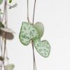 Kokodama-ceropegia-string-of-hearts-haning-pot-2-1024