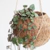 Kokodama-ceropegia-string-of-hearts-haning-pot-3-1024