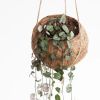 Kokodama-ceropegia-string-of-hearts-haning-pot-5-1024