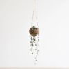 Kokodama-ceropegia-string-of-hearts-haning-pot-7-1024