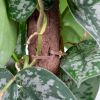 Kratiste-biobased-klimpaal-closeup-1024 1