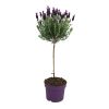 Lavendel st anouk op stam