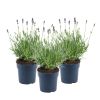 Lavendel-trio-scaled