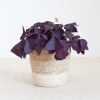 Lissabon-s-white-oxalis-P12-1024-1
