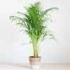 Lissabon-wit-Lgoudpalm-p21-1024-1