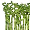 Lucky Bamboo verzorging