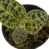 Macodes petula blad