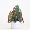 plantenpot malmo
