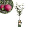 Malus-domestica-elstar-appelboom-p23