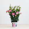 Mandevilla-senderi-1024